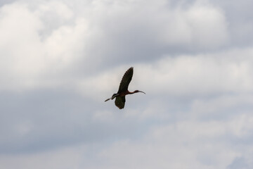 Glossy ibis soaring through cloudy sky, majestic bird in flight