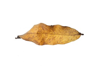Dry brown leaf isolated on white background, Botanical photography for creative design 