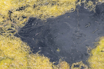 Filamentous algae growing on surface of stagnant pond water