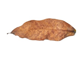 Dry brown leaf isolated on white background, Botanical photography for creative design 