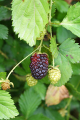 Natural food - fresh ripe blackberries in a garden. Bunch of ripe blackberry fruit - Rubus fruticosus - on branch with green leaves on a farm. Close-up, blurred background. Chakwal, Punjab, Pakistan