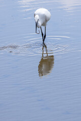 Little egret catching worm and reflecting in water