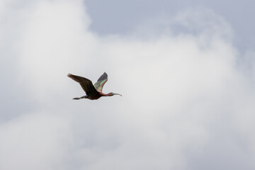 Glossy ibis soaring through cloudy sky, displaying iridescent plumage