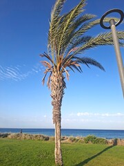 palm trees on the beach