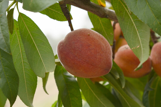 Fresh Ripe Peach fruits on a tree branch with leaves closeup, A bunch of ripe Peaches on a branch, Ripe delicious fruit peaches on the tree, Ripe sweet peach fruits grow on a peach tree branch - Powered by Adobe