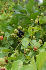 Natural food - fresh ripe and unripe blackberries in a garden. Bunch of ripe and unripe blackberry fruit on branch with green leaves on a farm. Close-up, blurred background. Chakwal, Punjab, Pakistan