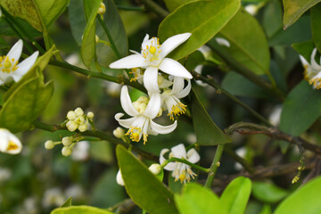 Blossoming orange tree flowers, orange blossoms, Spring harvest, closeup of Orange tree branches with flowers and leaves, buds and leaves, white little flower closeup, Chakwal, Punjab, Pakistan