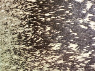Abstract Animal Fur Skin Pattern Background Texture