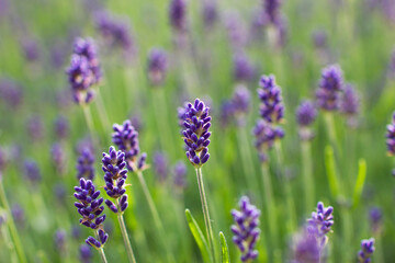 Obraz premium lavender flowers in the garden