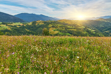 Mountain Meadow Bordering Evergreen Forest