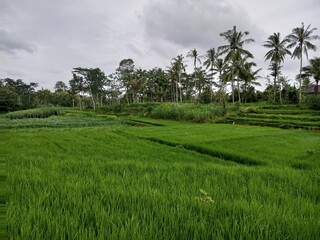 Expansive Green Rice Paddies Bordered by Dense Tropical Trees