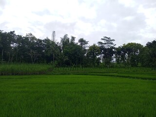 Expansive Green Rice Paddies Bordered by Dense Tropical Trees