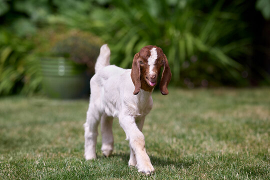An adorable white boer goat kid with a brown head stands attentively on a green lawn, its curious eyes looking forward. Blurred garden foliage creates a soft background.
