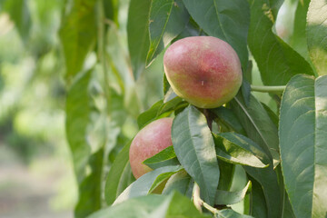 Fresh young unripe nectarine fruits on a tree branch with leaves closeup, A bunch of unripe nectarine on a branch, beautiful delicious fruit nectarine on the tree, nectarine fruits growing on a tree