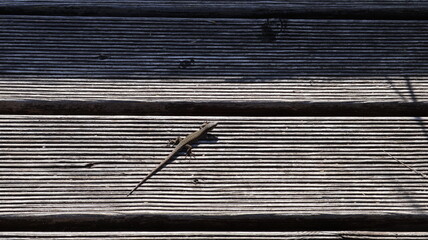 Lucertola vista dall'alto riposa su materiale in legno a strisce