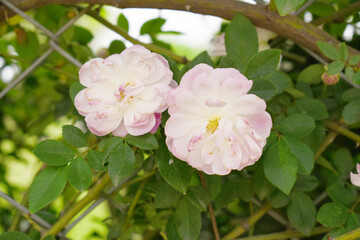 Rosa great maiden's blush pink white flower, Spring Flowering Soft pink white Flower Heads on an...