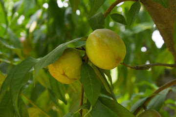 Obraz premium Fresh young unripe nectarine fruits on a tree branch with leaves closeup, A bunch of unripe nectarine on a branch, beautiful delicious fruit nectarine on the tree, nectarine fruits growing on a tree