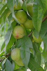 Fresh young unripe nectarine fruits on a tree branch with leaves closeup, A bunch of unripe nectarine on a branch, beautiful delicious fruit nectarine on the tree, nectarine fruits growing on a tree
