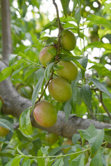 Fresh young unripe nectarine fruits on a tree branch with leaves closeup, A bunch of unripe nectarine on a branch, beautiful delicious fruit nectarine on the tree, nectarine fruits growing on a tree