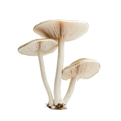 Isolated Three White Mushrooms