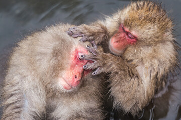 Snow monkeys grooming each other while taking a bath, Jigokudani Monkey Park, Yudanaka Onsen, Nagano Prefecture, Japan 