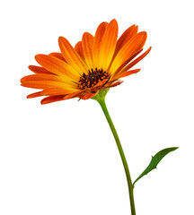 Wonderful sunny daisy (Marguerite) in side view. Cut out, including clipping path.