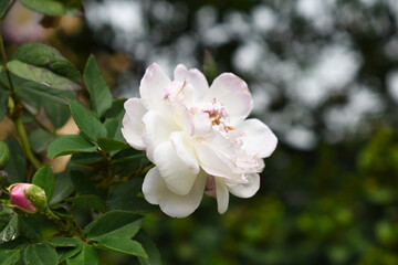 Rosa great maiden's blush white flower, Spring Flowering white Flower Heads on an Old English Rose (Rosa 'Great Maiden's Blush) with leaves, white double Alba rose Maiden's Blush flowers in a garden