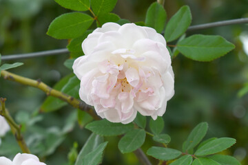 Obraz premium Rosa great maiden's blush white flower, Spring Flowering white Flower Heads on an Old English Rose (Rosa 'Great Maiden's Blush) with leaves, white double Alba rose Maiden's Blush flowers in a garden