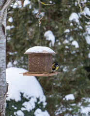Bird feeder hangs on tree. Bright titmouse sits on snow-covered bird feeder surrounded by serene snow-covered forest, capturing moment of winter tranquility.