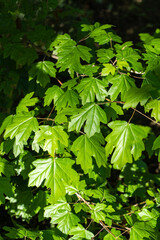 Field maple or Acer Campestre. Bright green leaves lush Field maple or Acer Campestre, vibrant and healthy, basking in sunlight, creating lively and refreshing natural scene.