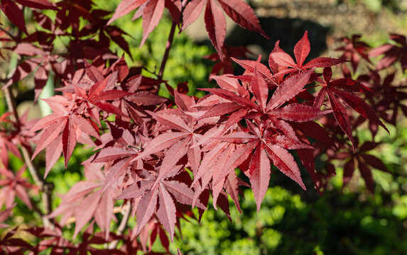 Vibrant red leaves Japanese maple (Acer Palmatum), set against lush green background, showcasing beautiful contrast of colors. Japanese maple grows on bank of garden pond