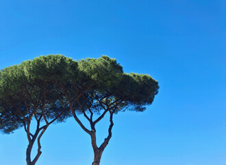 the pines of Rome with the turquoise sky in the background