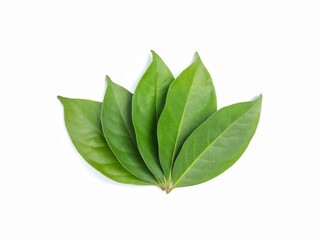Fresh bay leaf isolated on white background, Food ingredient 