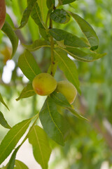 Fresh young unripe Peach fruits on a tree branch with leaves closeup, A bunch of unripe Peaches on a branch, beautiful delicious fruit peaches on the tree, peach fruits grow on a peach tree branch