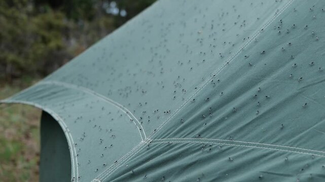 Horde of Midge Bugs on a Tent at a Campground in Michigan