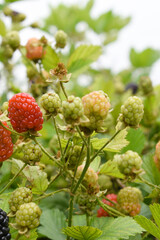 Natural food - fresh unripe blackberries in a garden. Bunch of unripe blackberry fruit, Rubus fruticosus - on branch with green leaves on a farm. Closeup, blurred background. Chakwal, Punjab, Pakistan