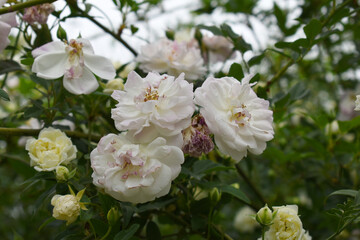 Fototapeta premium Rosa great maiden's blush white flower, Spring Flowering white Flower Heads on an Old English Rose (Rosa 'Great Maiden's Blush) with leaves, white double Alba rose Maiden's Blush flowers in a garden