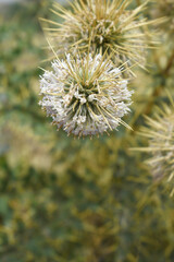 Echinops sphaerocephalus, Echinops sphaerocephalus known as Great Globe Thistle or Pale Globe Thistle, A summer plant in the wild in a meadow, Wild flower with thorns and spines bloomed
