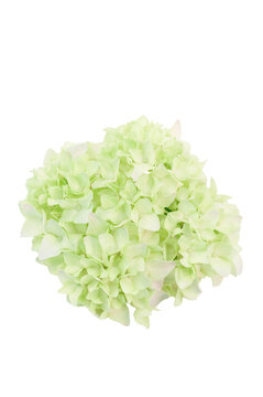 primo piano fiore di ortensia dal tenue colore verde pastello isolato su sfondo bianco o trasparente