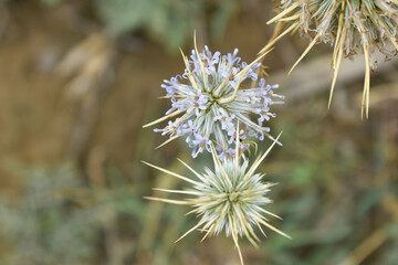 Echinops sphaerocephalus, Echinops sphaerocephalus known as Great Globe Thistle or Pale Globe Thistle, A summer plant in the wild in a meadow, Wild flower with thorns and spines bloomed