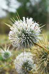 Echinops sphaerocephalus, Echinops sphaerocephalus known as Great Globe Thistle or Pale Globe Thistle, A summer plant in the wild in a meadow, Wild flower with thorns and spines bloomed