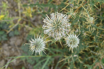 Echinops sphaerocephalus, Echinops sphaerocephalus known as Great Globe Thistle or Pale Globe Thistle, A summer plant in the wild in a meadow, Wild flower with thorns and spines bloomed