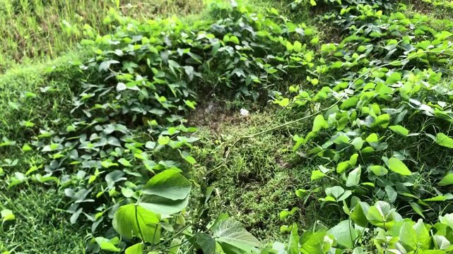 long bean plants that grow well near rice fields