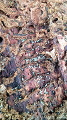 Close up of ants tracks on old wood. Traces of ants on old wood. Green aphid in an anthill