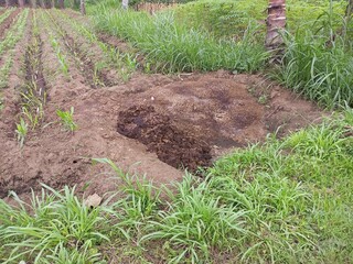Rustic Farmland with Tilled Soil and Young Crops