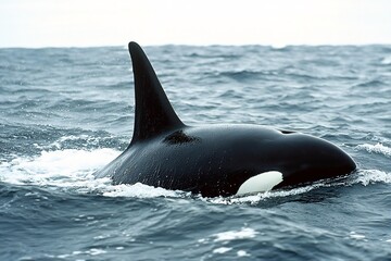Fototapeta premium Killer Whale Breaching Open Ocean