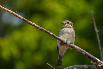 Wildlife shot of Red-backed Shrike  female (Lanius collurio) on branch.