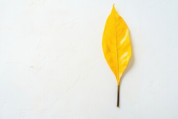 Bright yellow leaf resting on a white textured surface during autumn season