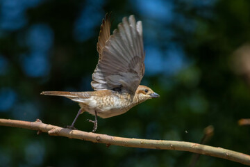 Wildlife shot of Red-backed Shrike  female (Lanius collurio) on branch.