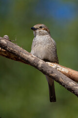 Wildlife shot of Red-backed Shrike  female (Lanius collurio) on branch.